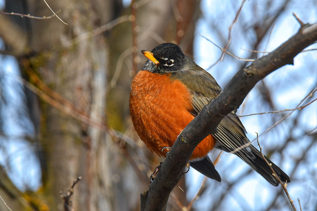 PET MIGRATION AS A MOVING TARGET FOR PRESERVATION